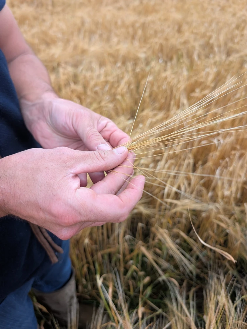 Listening to the land tells us that harvest is near