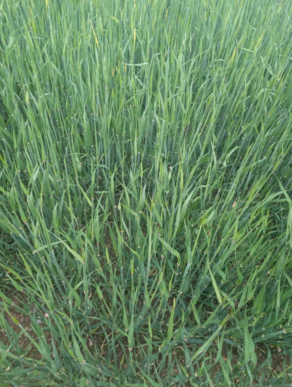 Spring Barley Update: Flourishing fields at Curraghmore Whiskey