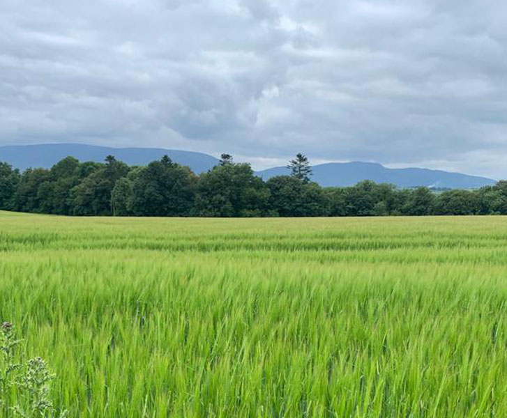 Barley at Curraghmore Estate