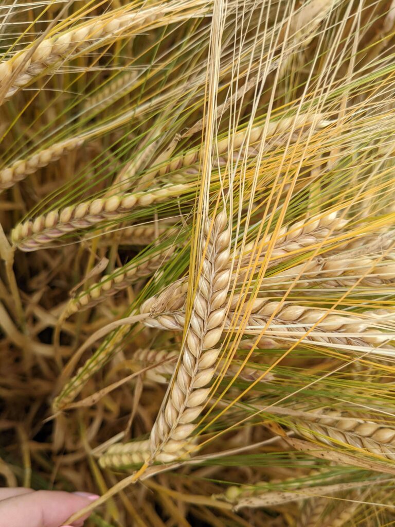 Gangway Spring Barley Curraghmore Whiskey Aug 2022