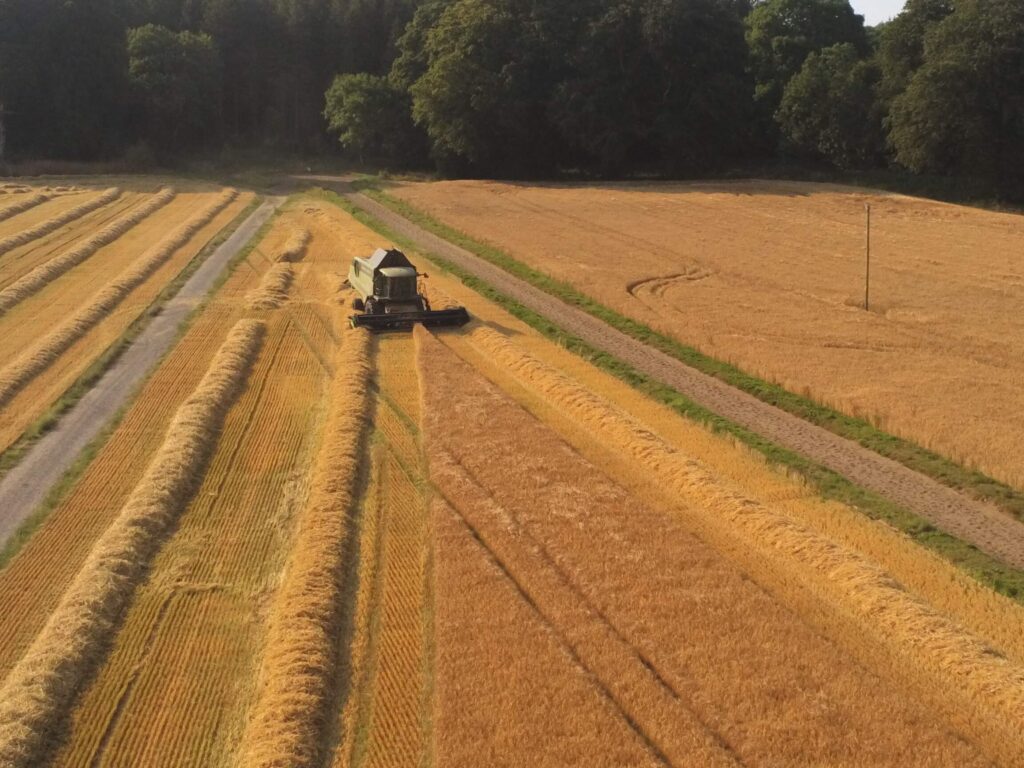 Harvesting Barley in the Mayfield, Curraghmore Estate