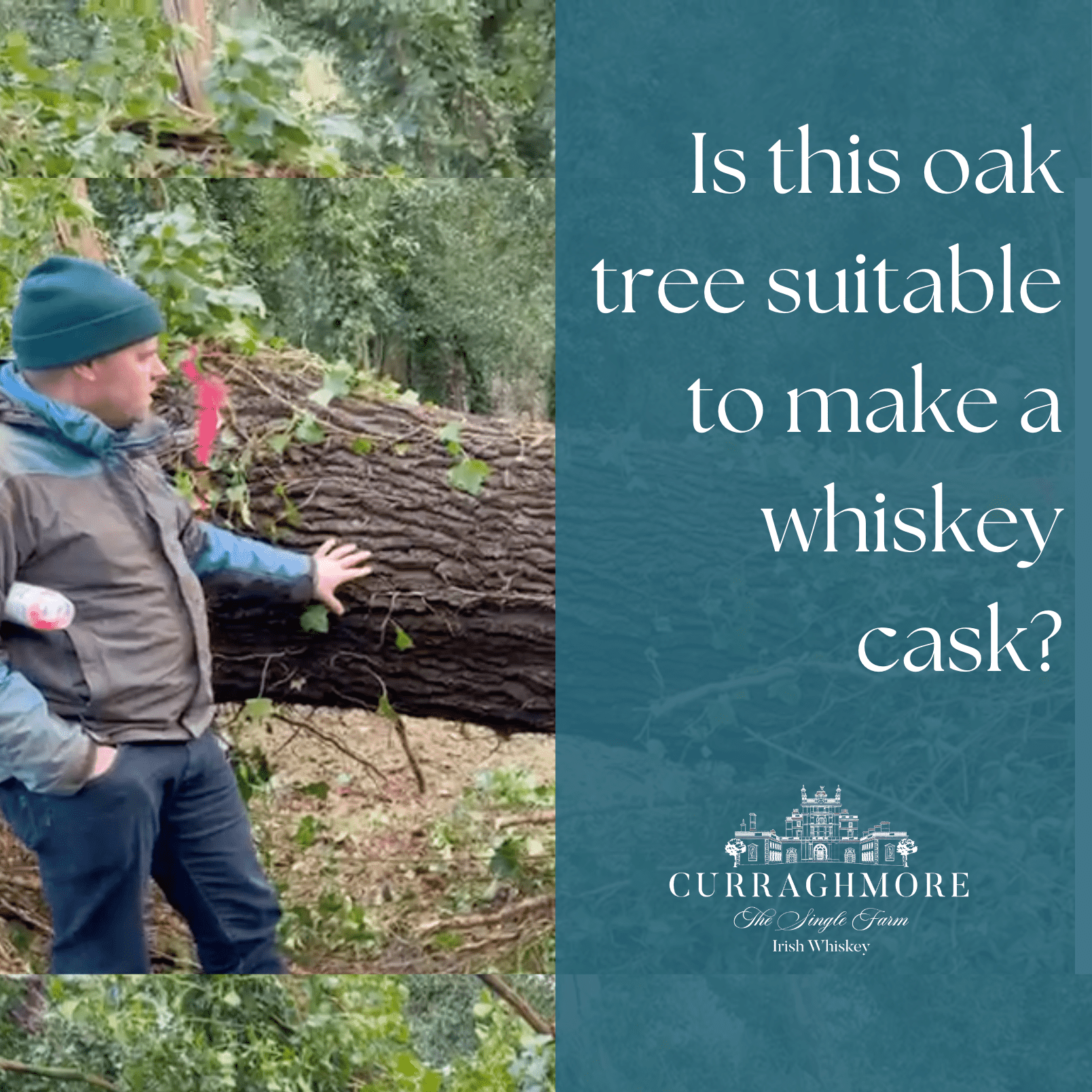 Selecting a tree for coopering - is this oak tree suitable for a whiskey cask? Curraghmore Whiskey