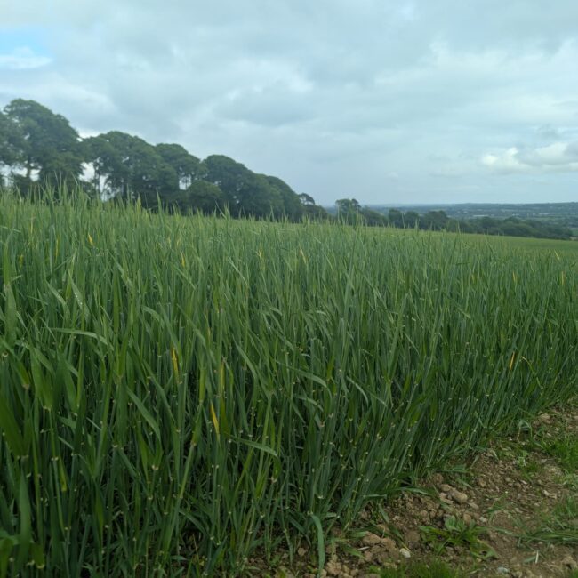 Spring Barley Update: Flourishing Fields at Curraghmore Whiskey