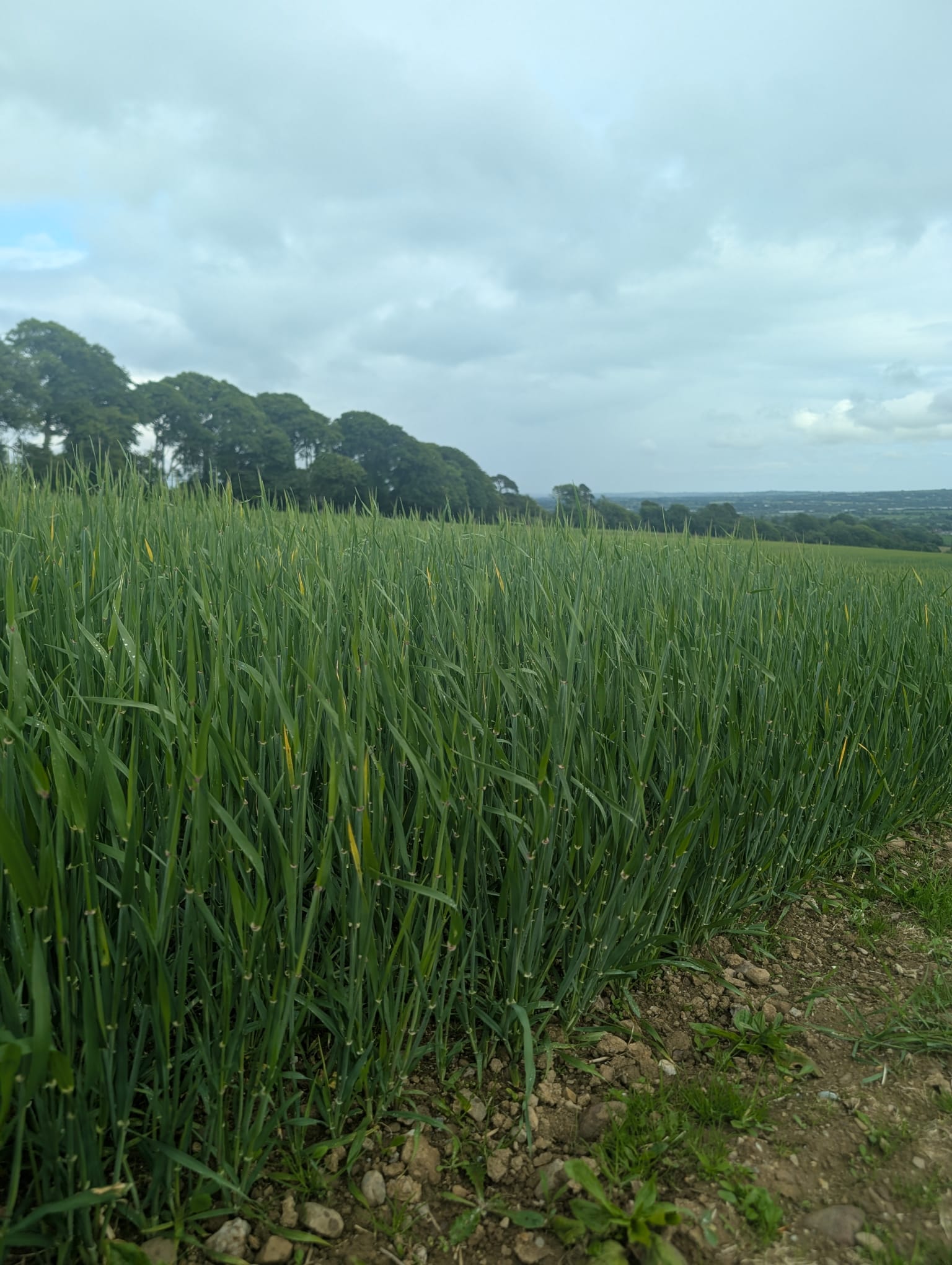 Spring Barley Update: Flourishing Fields at Curraghmore Whiskey